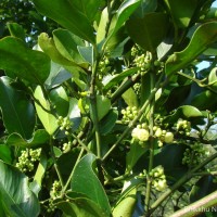 Garcinia spicata (Wight & Arn.) Hook.f.